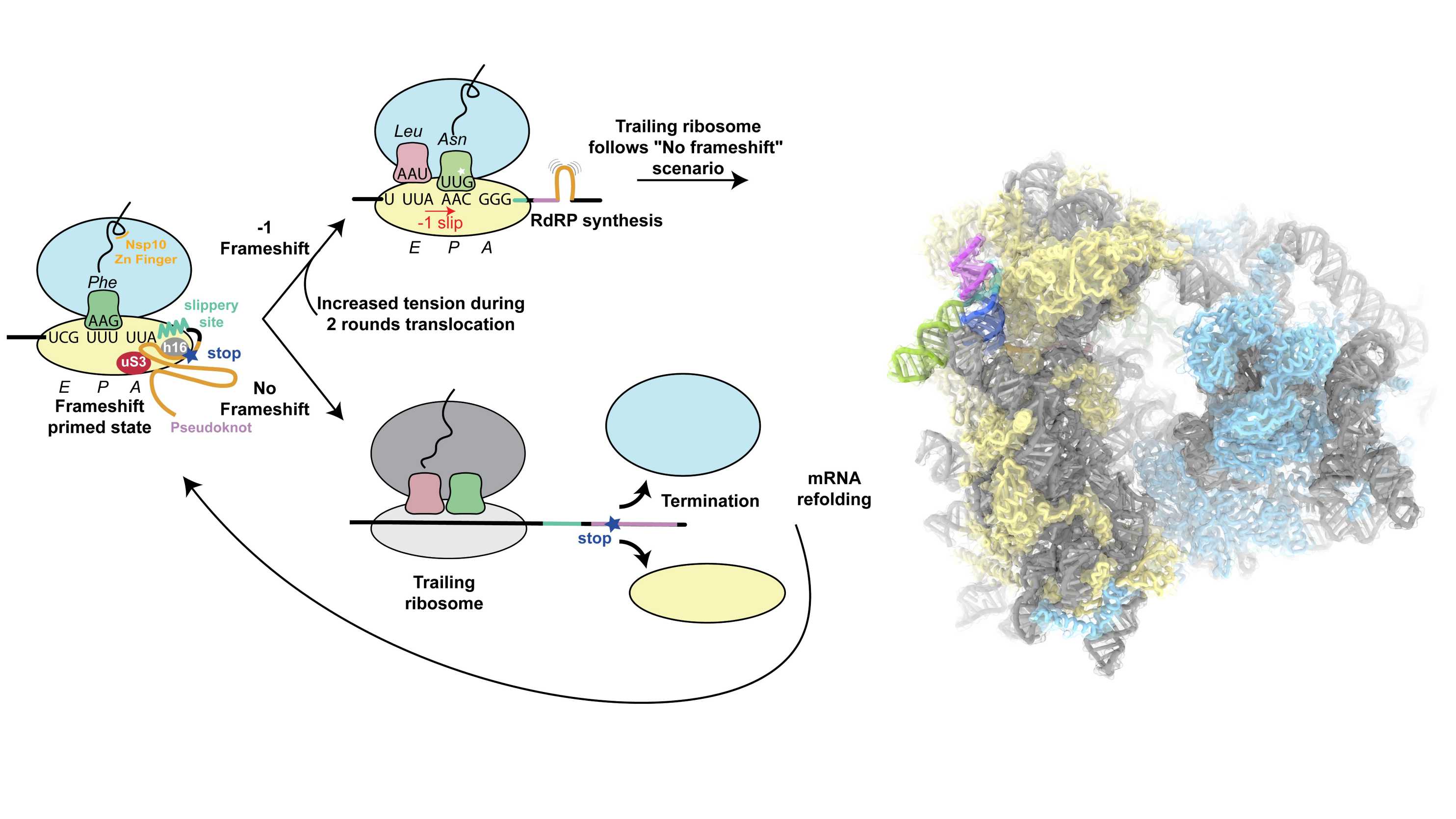 Enlarged view: Ribosomal frame-shifting during translation of SARS-CoV-2 RNA genome