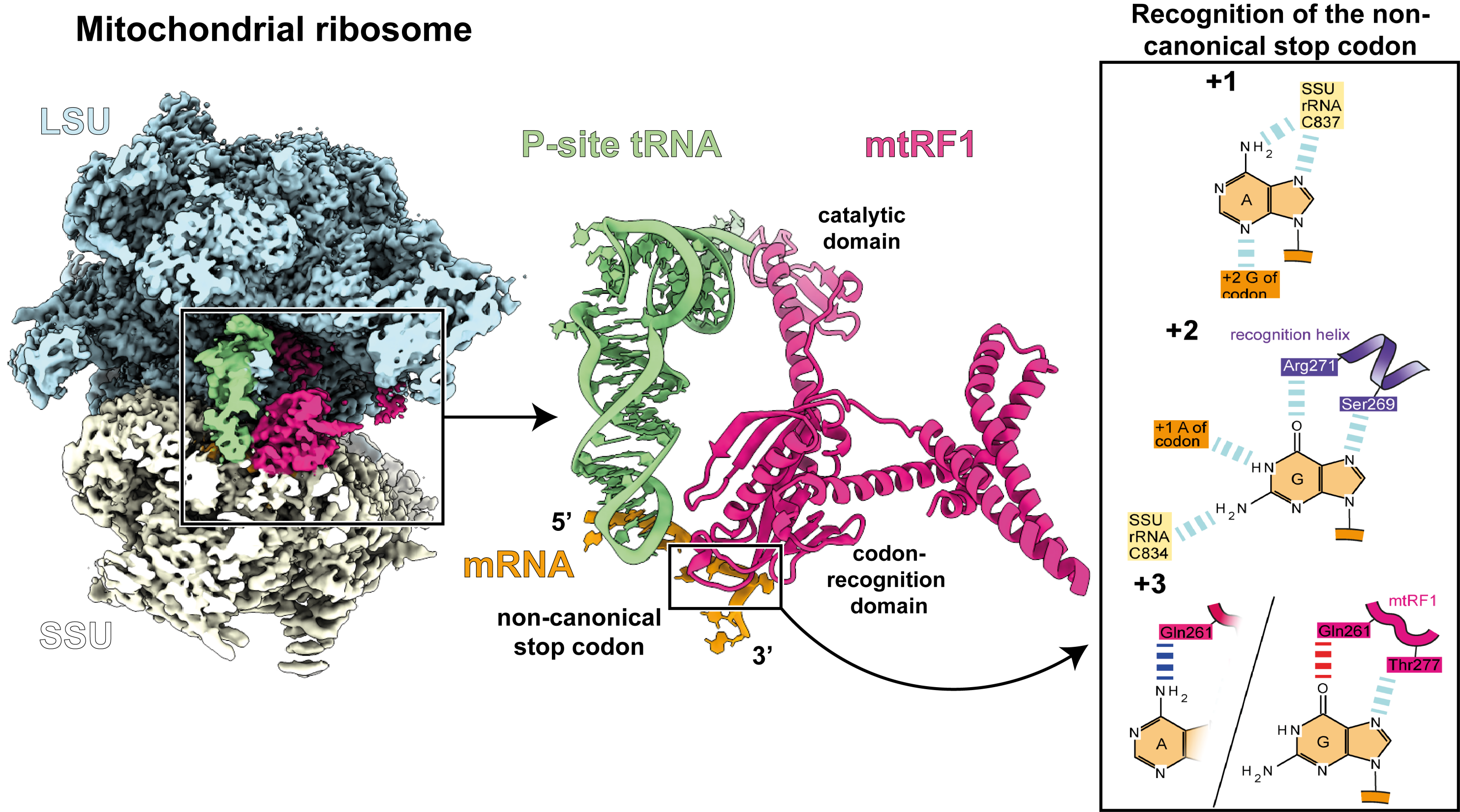 Enlarged view: Translation termination in mitochondria by mtRF1