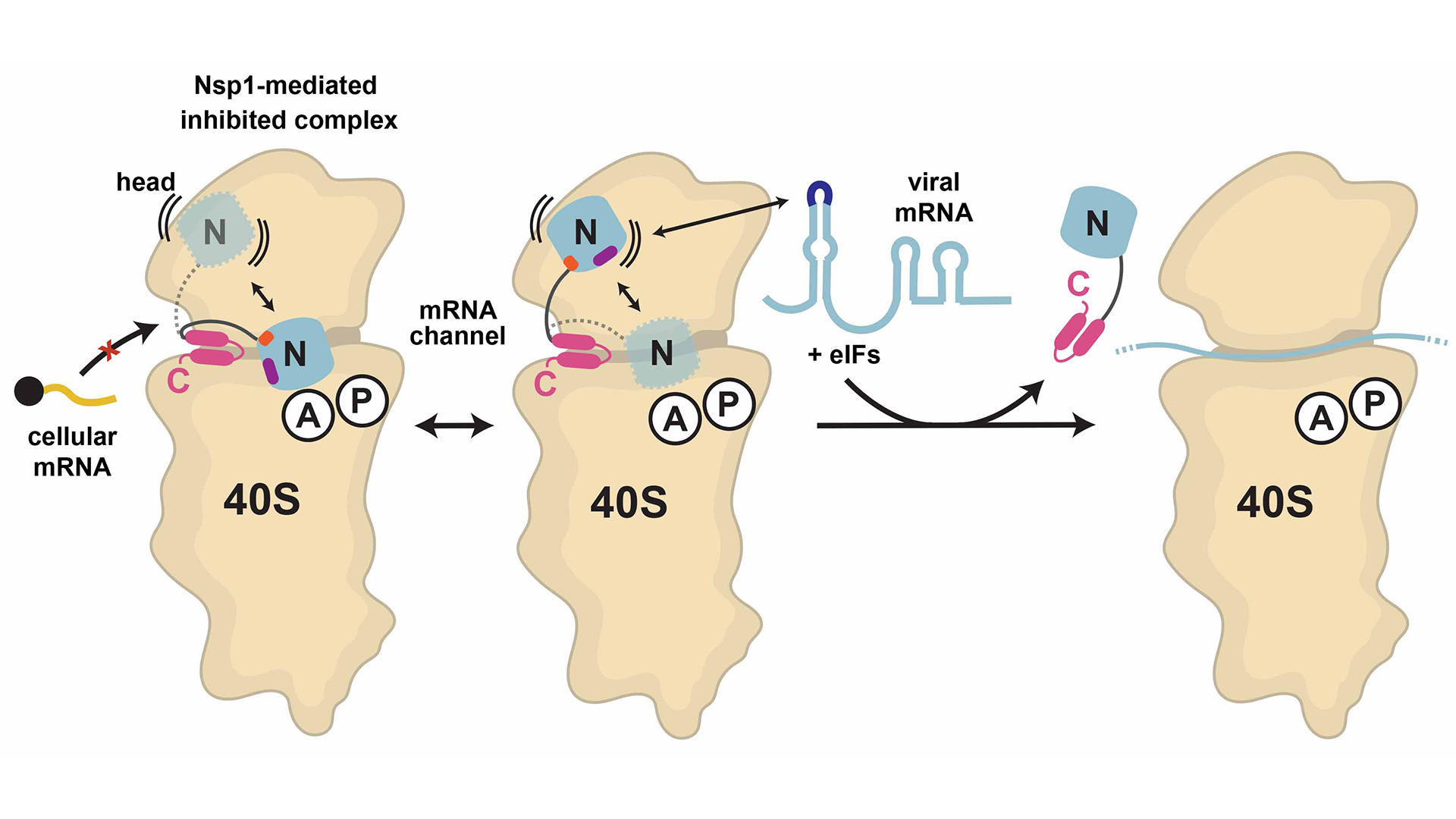 Universal features of Nsp1-mediated translational shutdown by coronaviruses