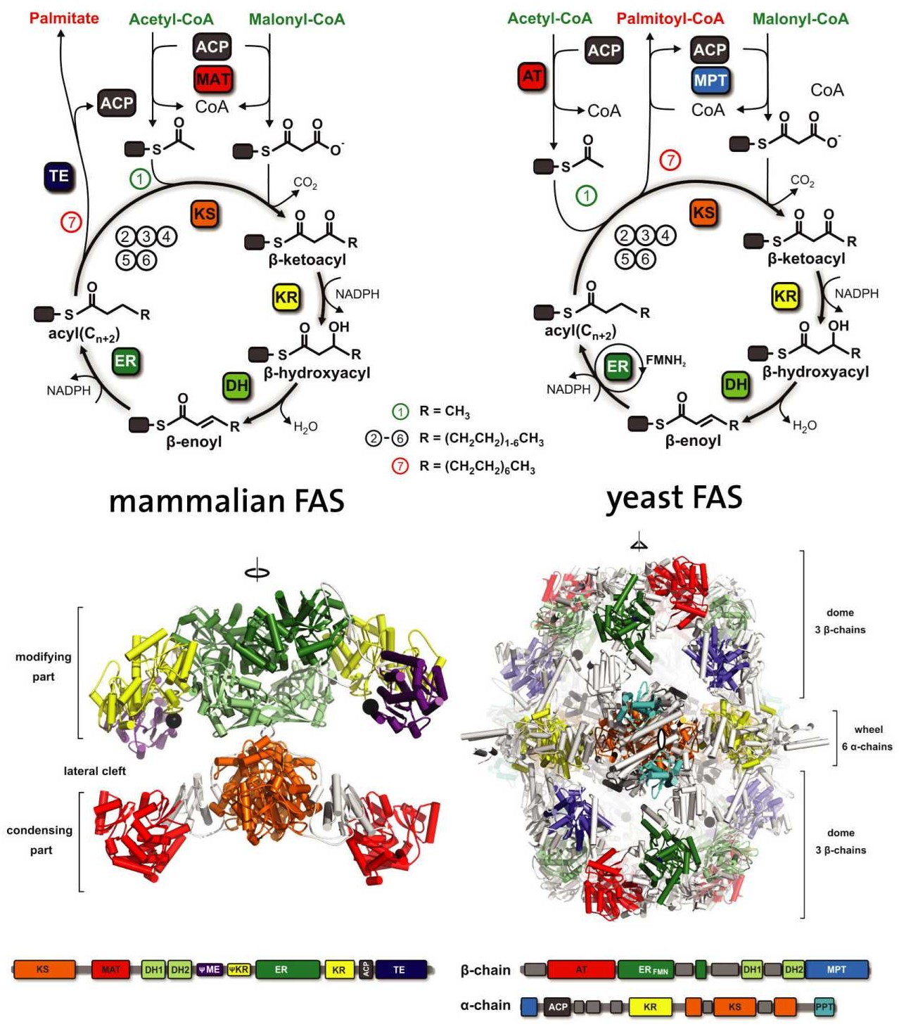 Fatty acid synthase