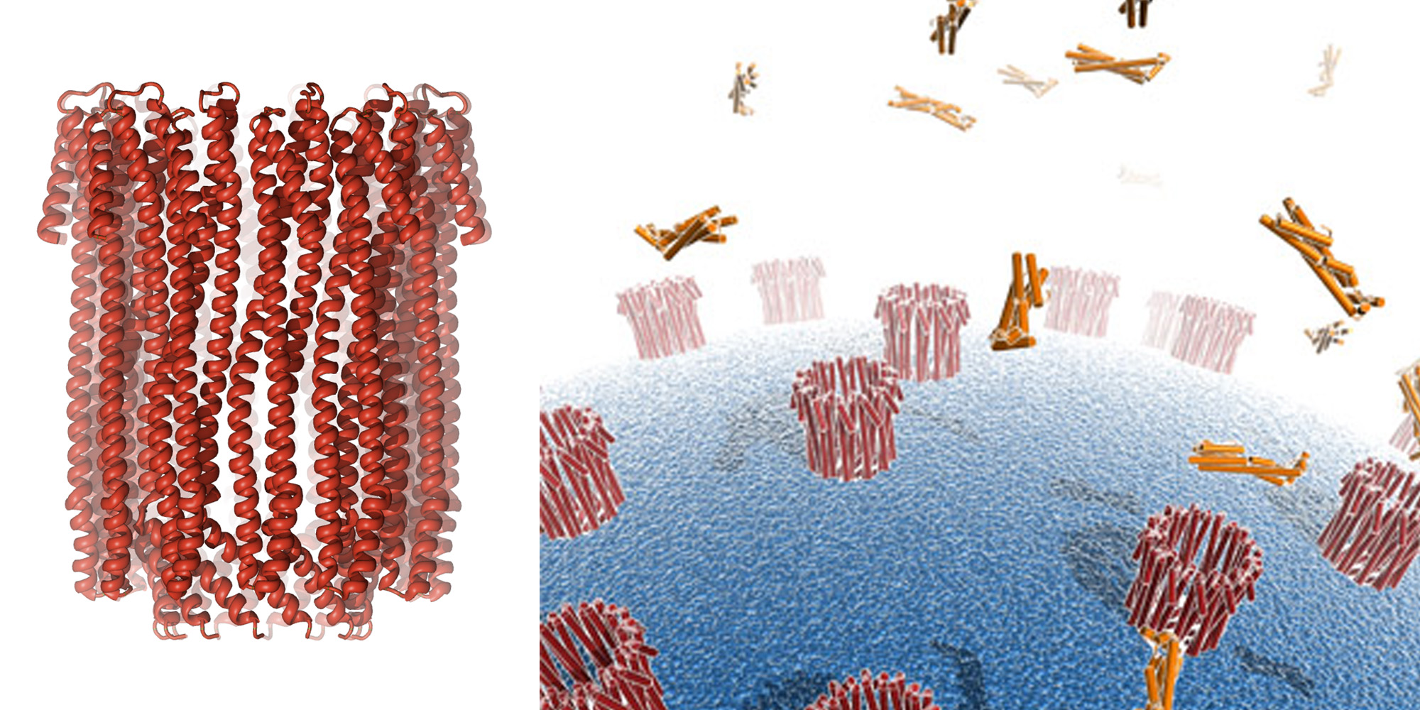 Pore forming toxins