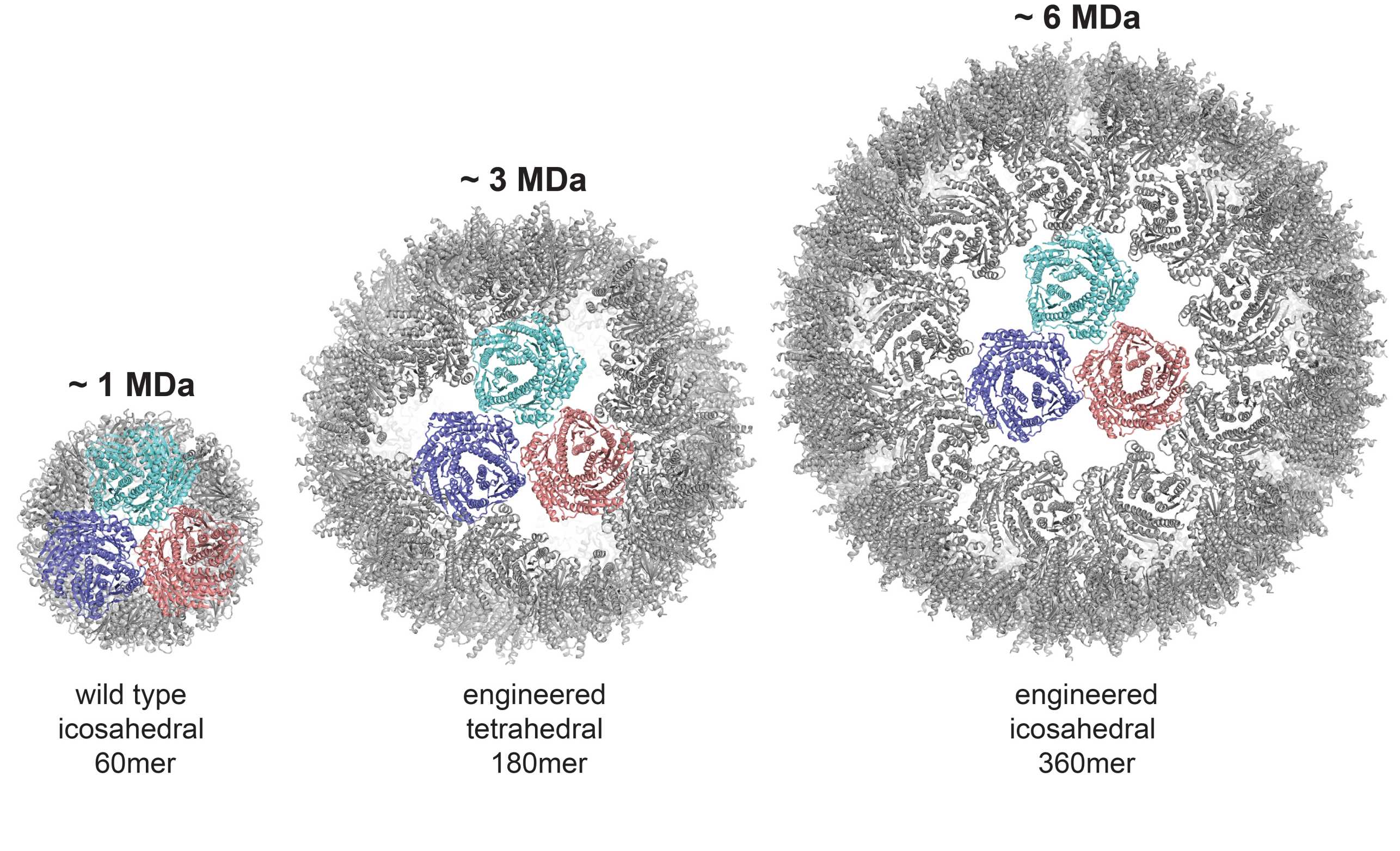 Engineering of protein capsids