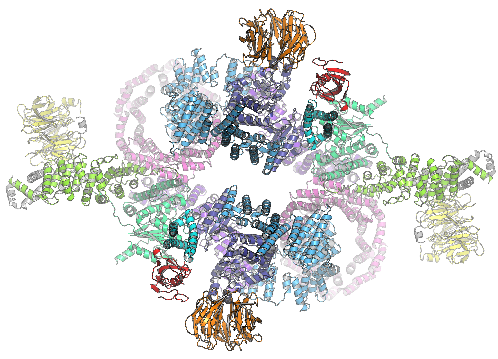 Enlarged view: mTOR complex 1