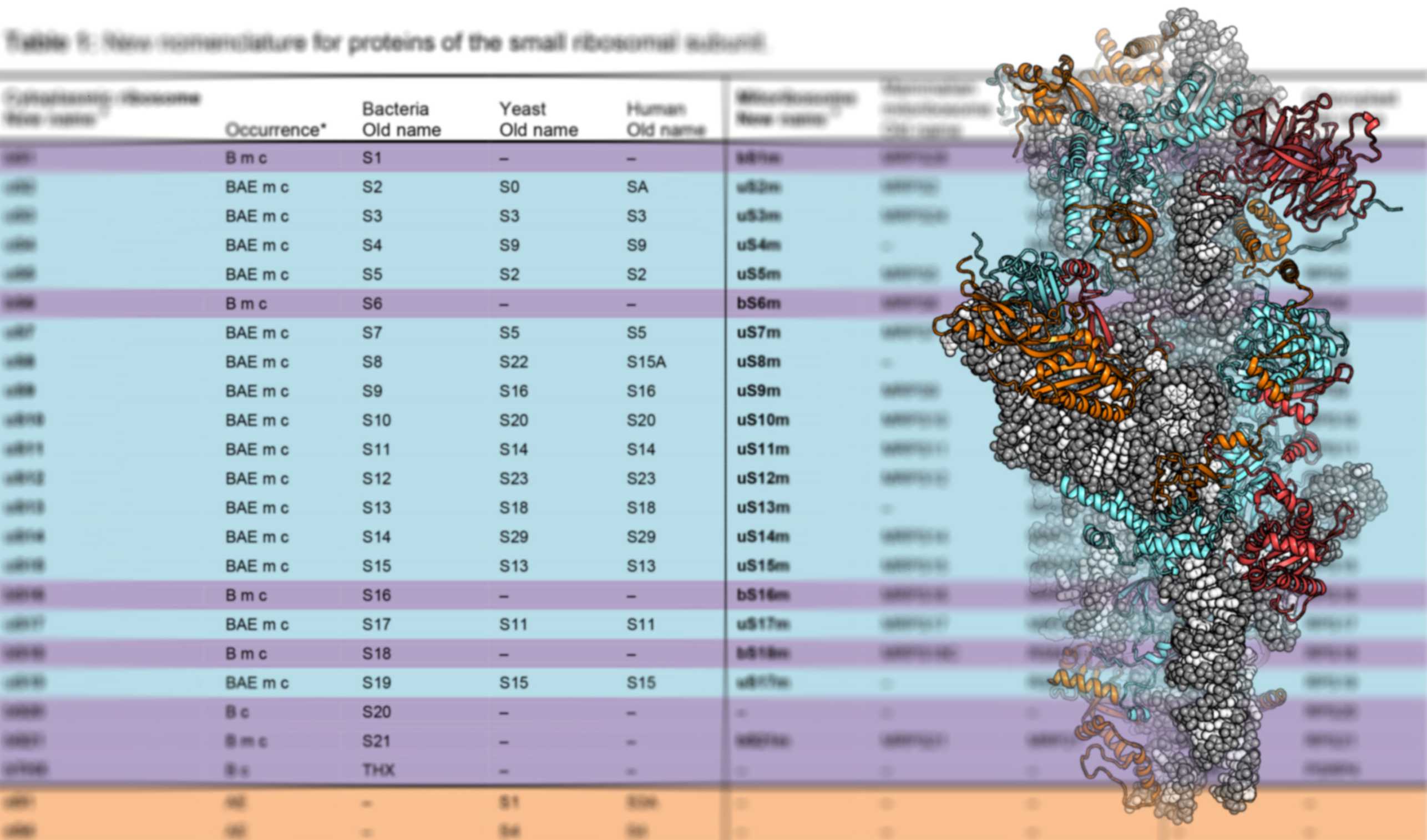 Nomenclature of Ribosomal Proteins