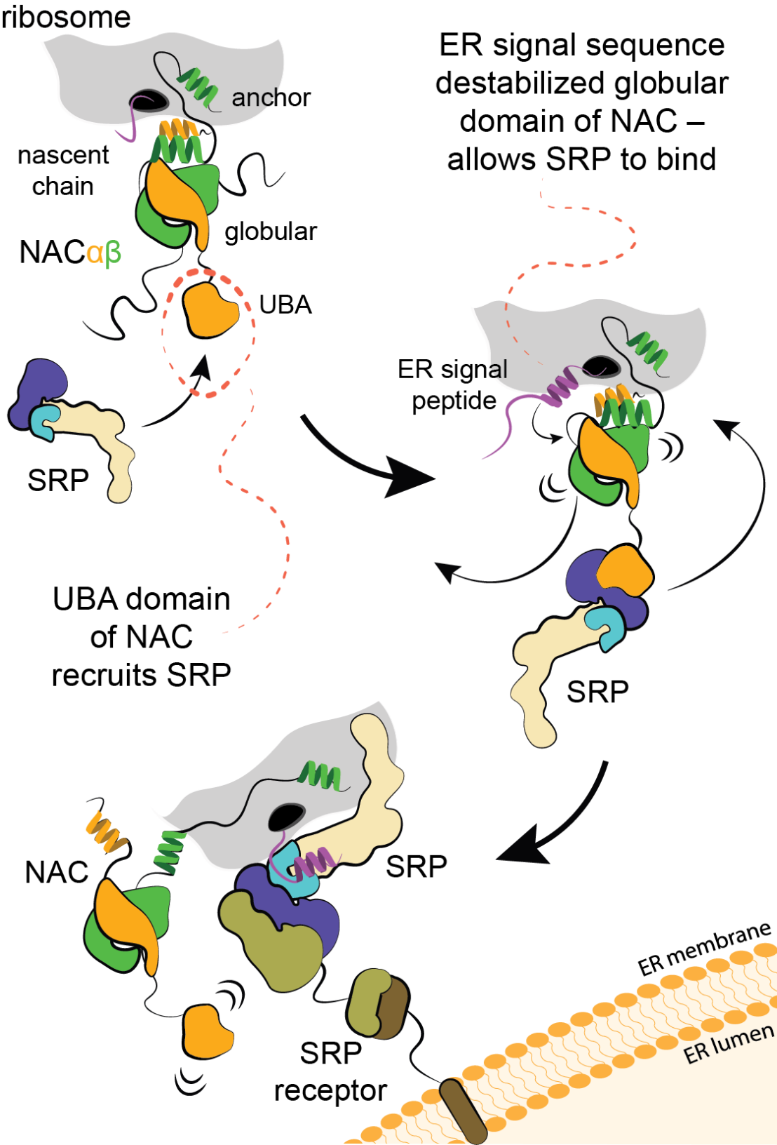 Schematic depiction of SRP to the ribosome mediated by the UBA domain of NAC