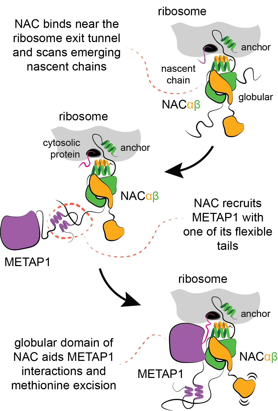 Scheme depicting the recruitment of METAP1 by NAC