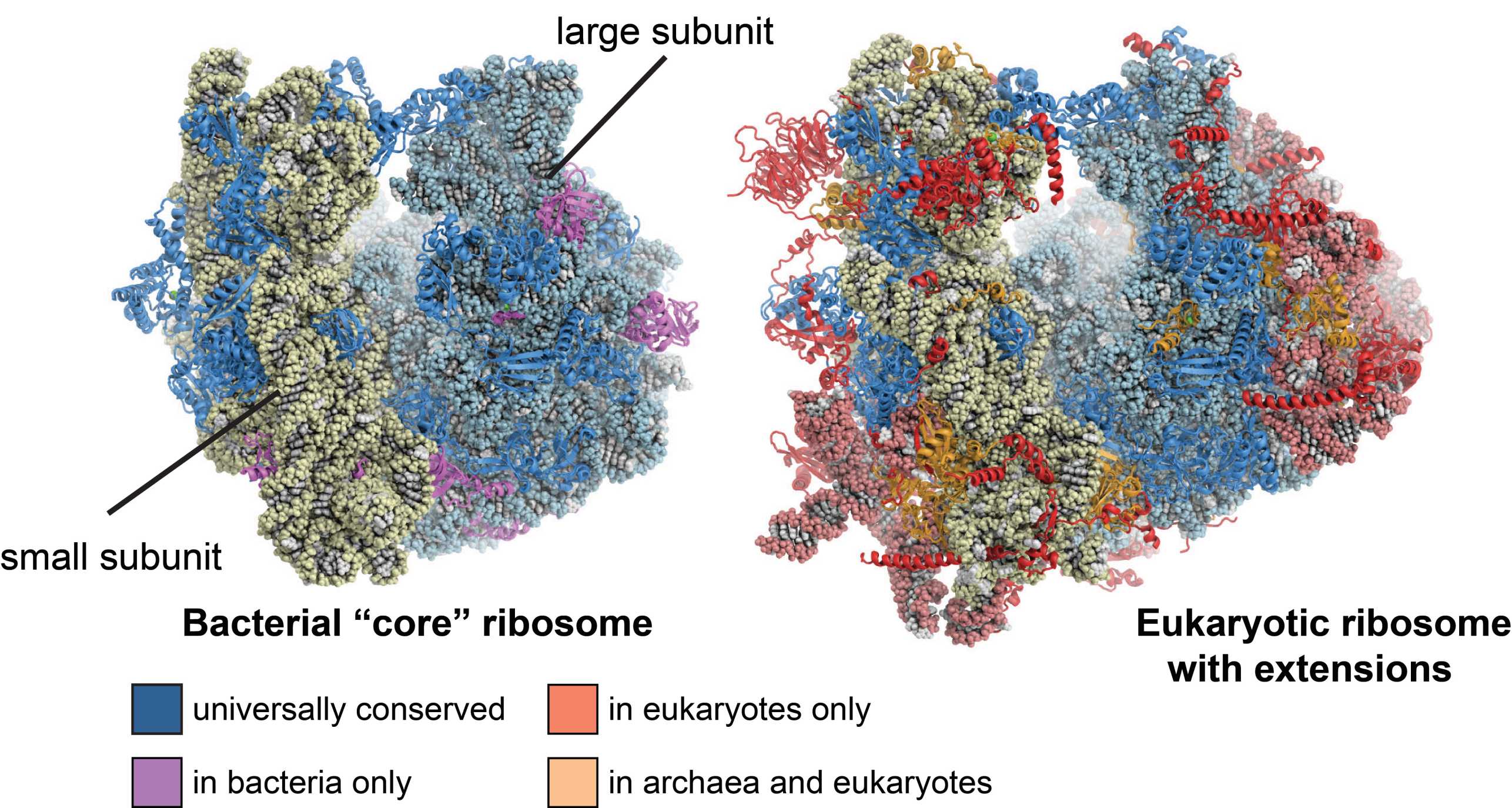 eukaryotic ribosome structure