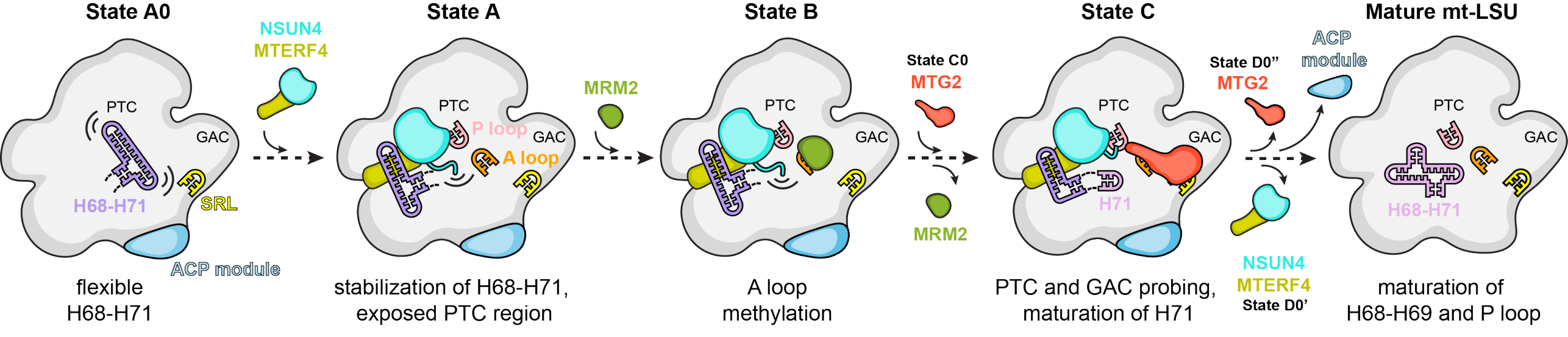 Enlarged view: Graphical abstract describing steps of the maturation of the human mitoribosomal large subunit.