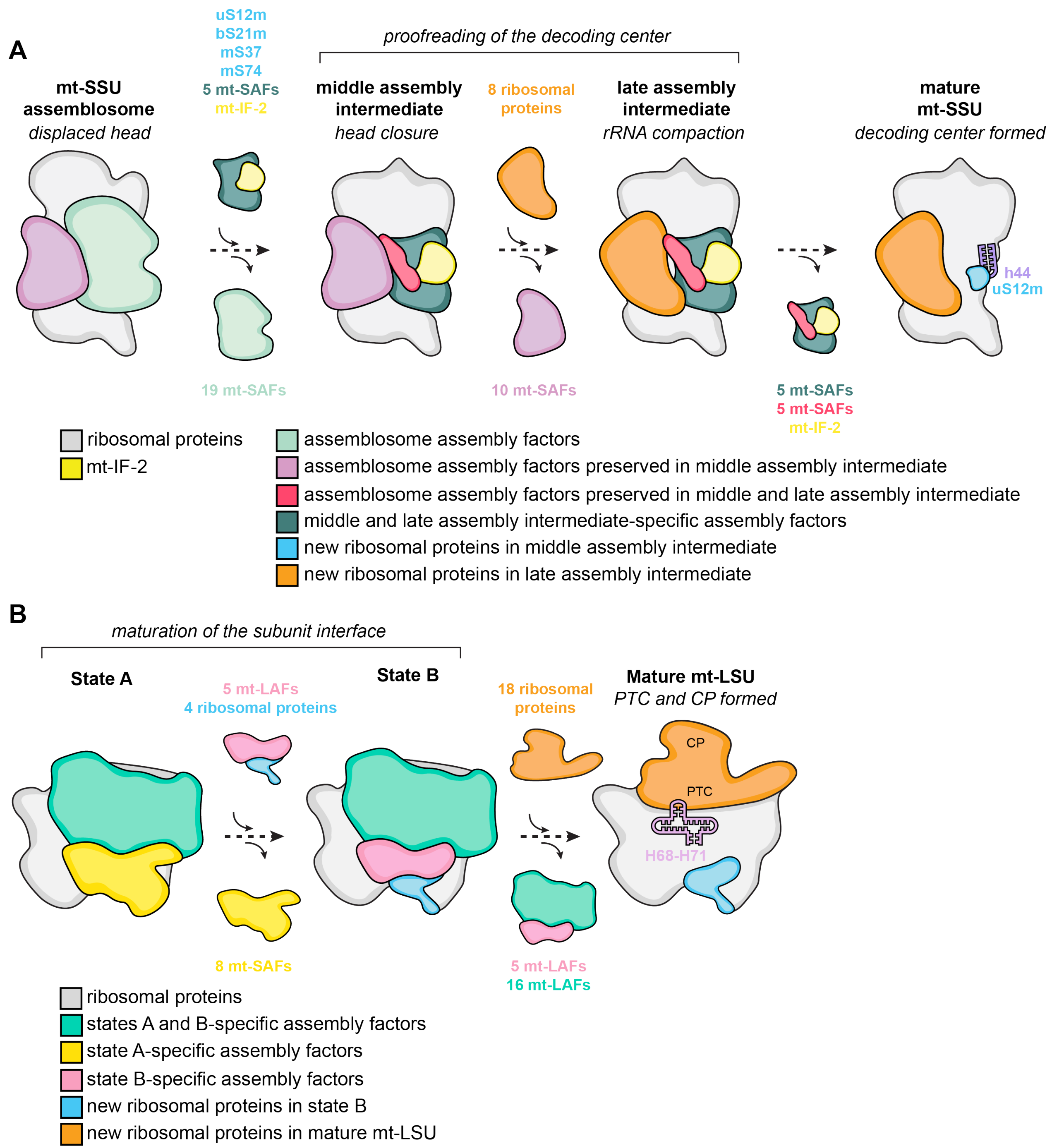 Enlarged view: Schematic depiction of assembly processes of the mitoribosomal small and large subunits from T. brucei.